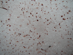 Chlamydomonas nivalis