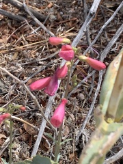 Penstemon floridus austinii