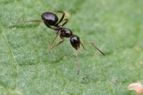 New World Mound Ant