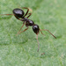 Neogagates-group Field Ants - Photo (c) Thomas Barbin, some rights reserved (CC BY-NC), uploaded by Thomas Barbin