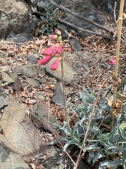Penstemon floridus austinii