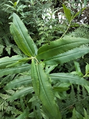 Haloragis exalata exalata
