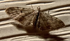 Eupithecia lariciata