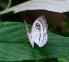 Leucochimona hyphea