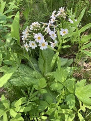 Primula japonica