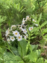 Primula japonica
