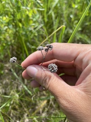 Pycnanthemum verticillatum
