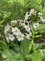 Primula japonica