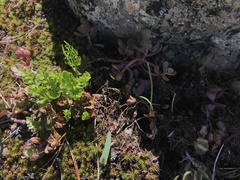 Cryptogramma acrostichoides