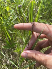 Pycnanthemum verticillatum