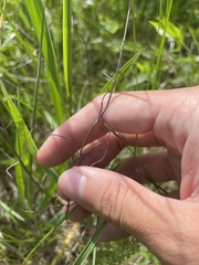 Pycnanthemum verticillatum