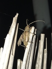 Brothylus gemmulatus