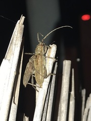 Brothylus gemmulatus