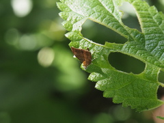 Choreutis achyrodes
