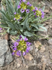 Phoenicaulis cheiranthoides