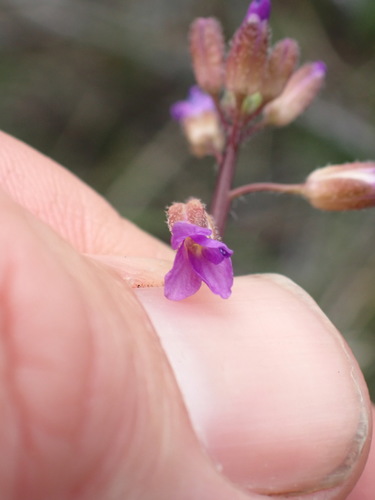 Image of Boechera pauciflora by no rights reserved