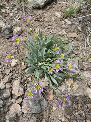Phoenicaulis cheiranthoides