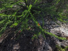 Fouquieriaceae