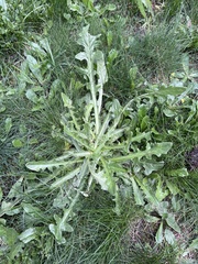 Hypochaeris radicata