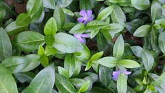 Vinca minor