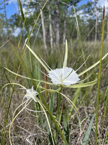 Hymenocallis henryae var. glaucifolia