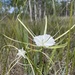 Hymenocallis henryae glaucifolia - Photo (c) lillybyrd, some rights reserved (CC BY-NC), uploaded by lillybyrd
