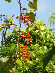 Tinospora sinensis