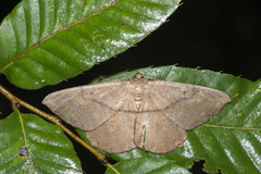 Chorodna ochreimacula