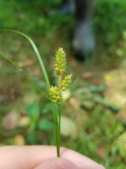 Carex complanata