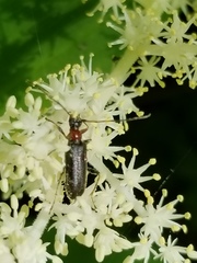 Pidonia ruficollis