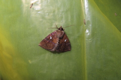 Cidariplura gladiata
