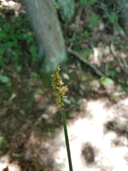 Carex stipata