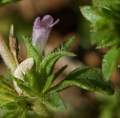 Pogogyne serpylloides