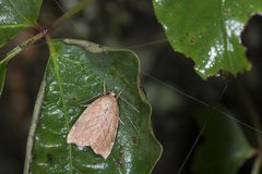 Macrochthonia fervens