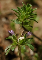 Pogogyne serpylloides