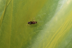 Parathyginus signifer