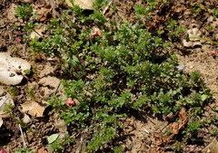 Pogogyne serpylloides