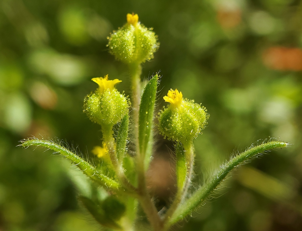 small tarweed