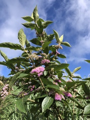 Callicarpa tikusikensis