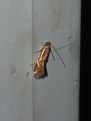 Philonome clemensella