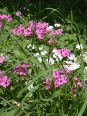 Oxalis articulata