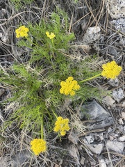 Musineon tenuifolium