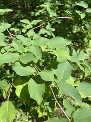Amelanchier bartramiana