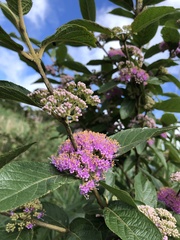 Callicarpa tikusikensis