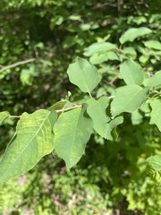 Amelanchier bartramiana