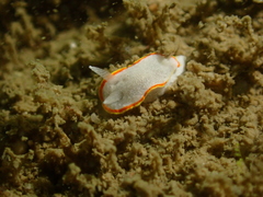 Diaphorodoris