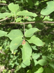 Amelanchier bartramiana