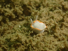 Diaphorodoris