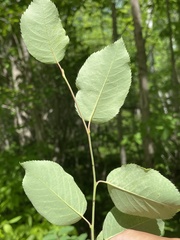 Amelanchier bartramiana