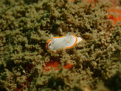 Diaphorodoris